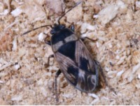 HETEROPTERA: CHIAVI DICOTOMICHE